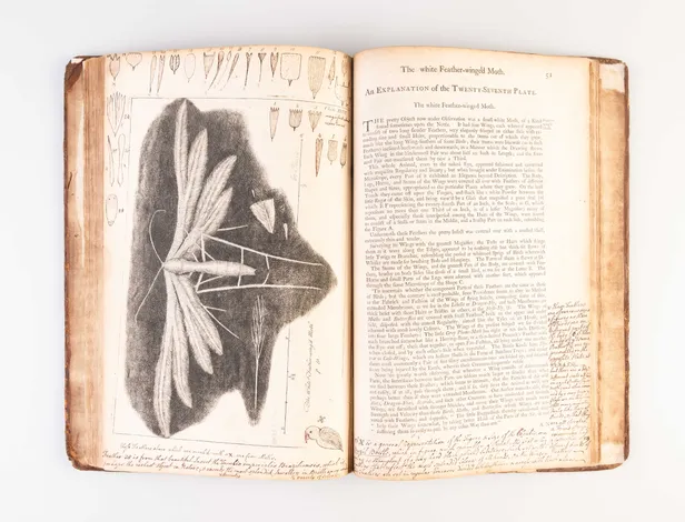 Micrographia Restaurata: