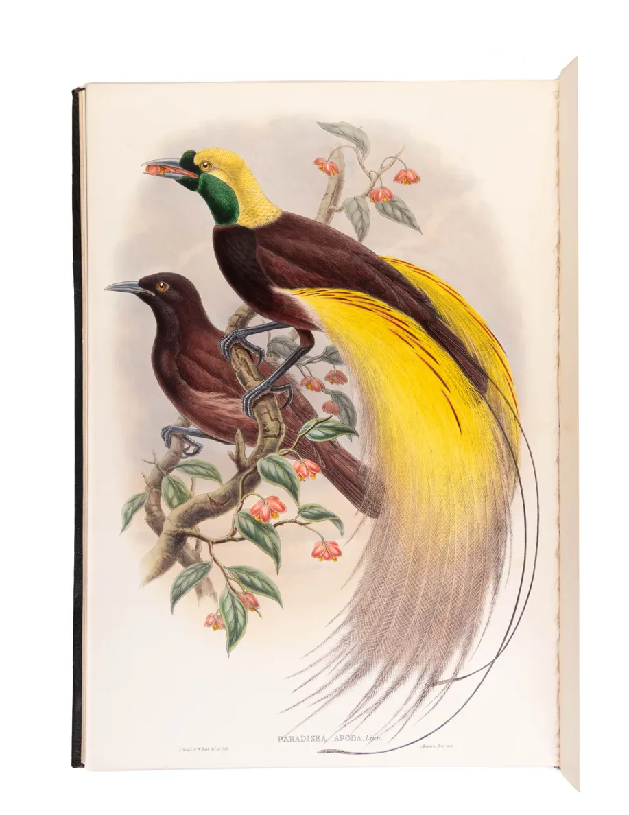 Monograph of the Paradiseidae, or Birds of Paradise, and Ptilonorhynchidae, and Bower-Birds