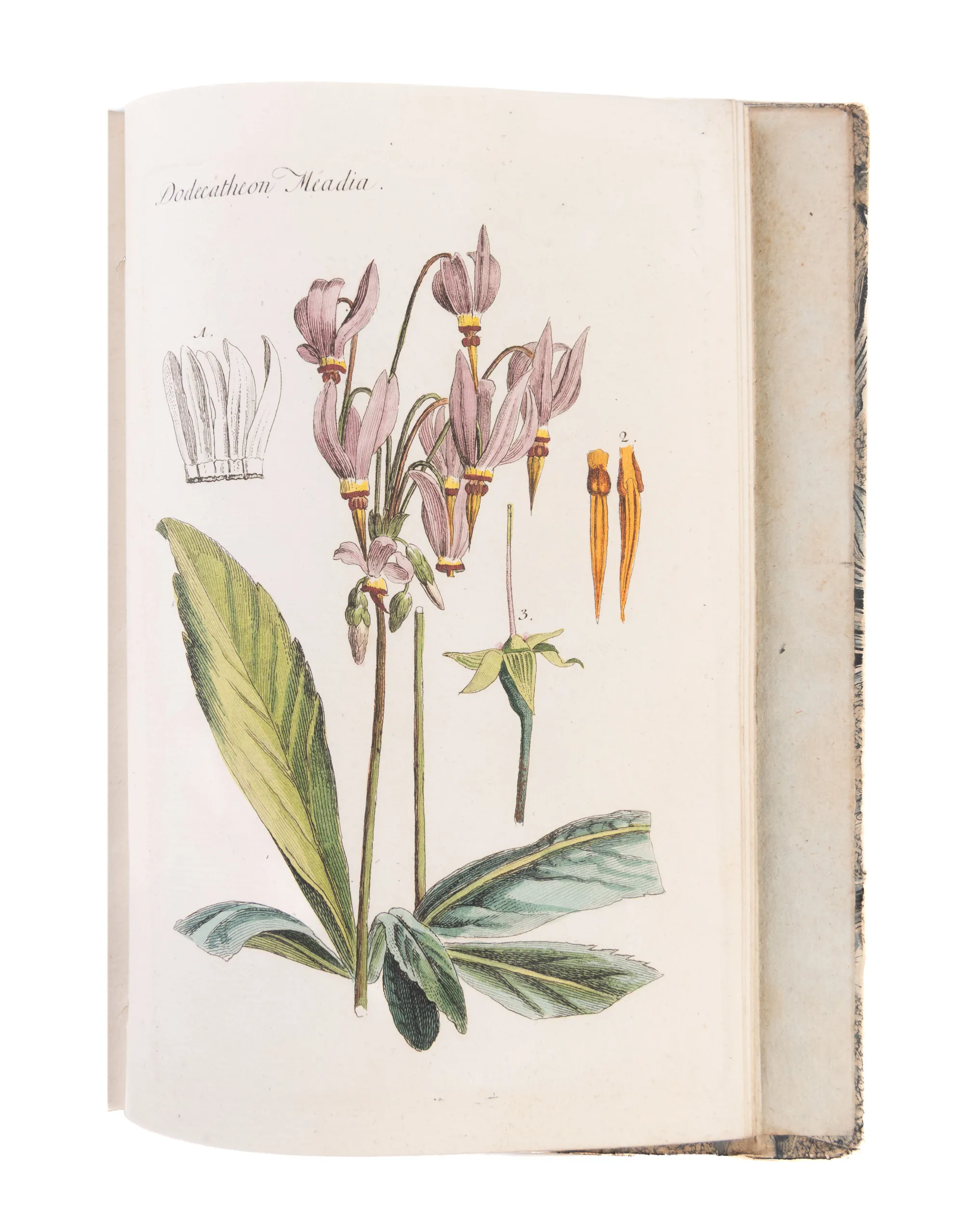 Plantes et arbustes d'agrément, gravés et enluminés d'après nature, avec la manière de les cultiver.