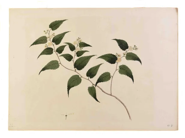 Watercolour of a Bush Cherry.