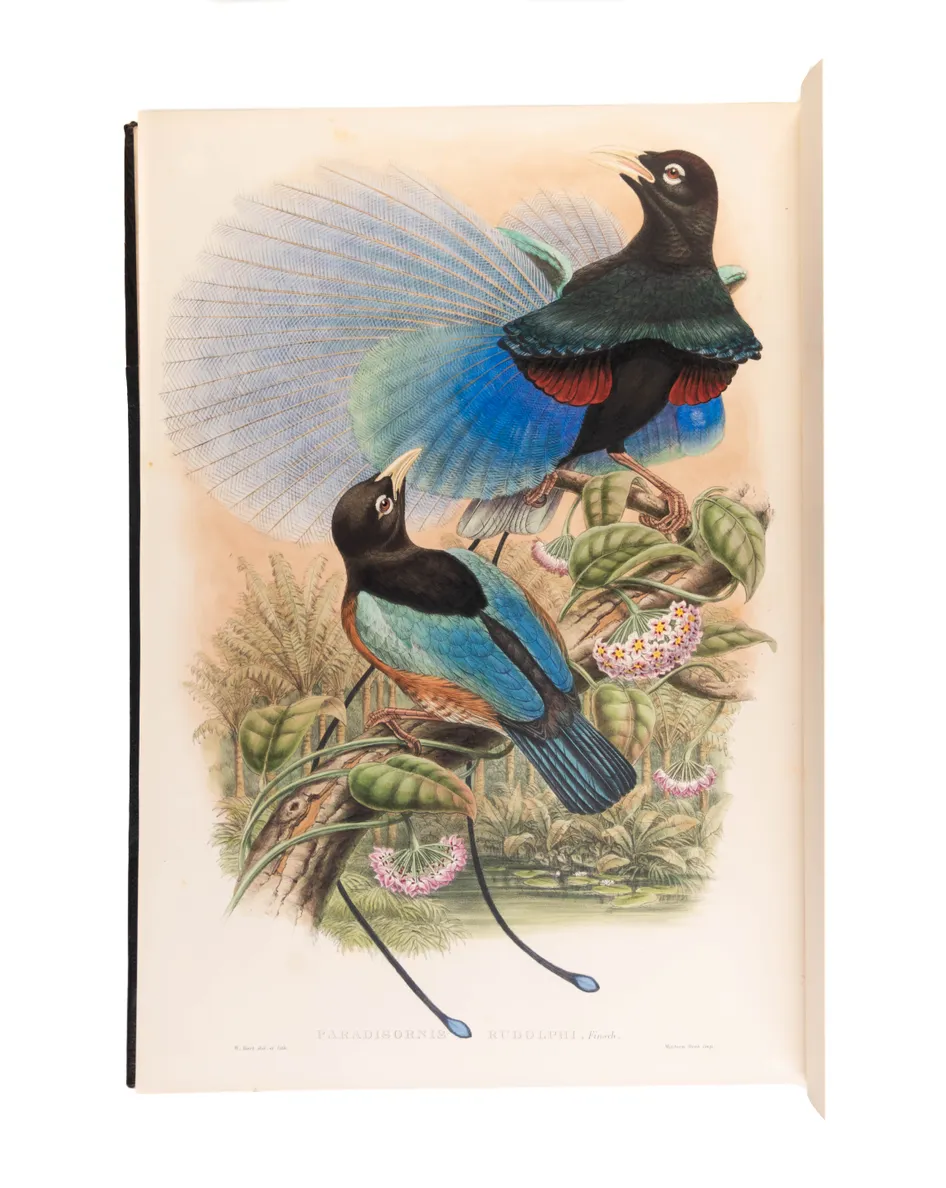 Monograph of the Paradiseidae, or Birds of Paradise, and Ptilonorhynchidae, and Bower-Birds