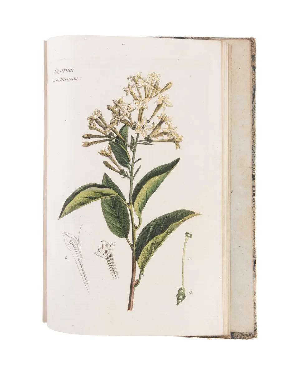 Plantes et arbustes d'agrément, gravés et enluminés d'après nature, avec la manière de les cultiver.