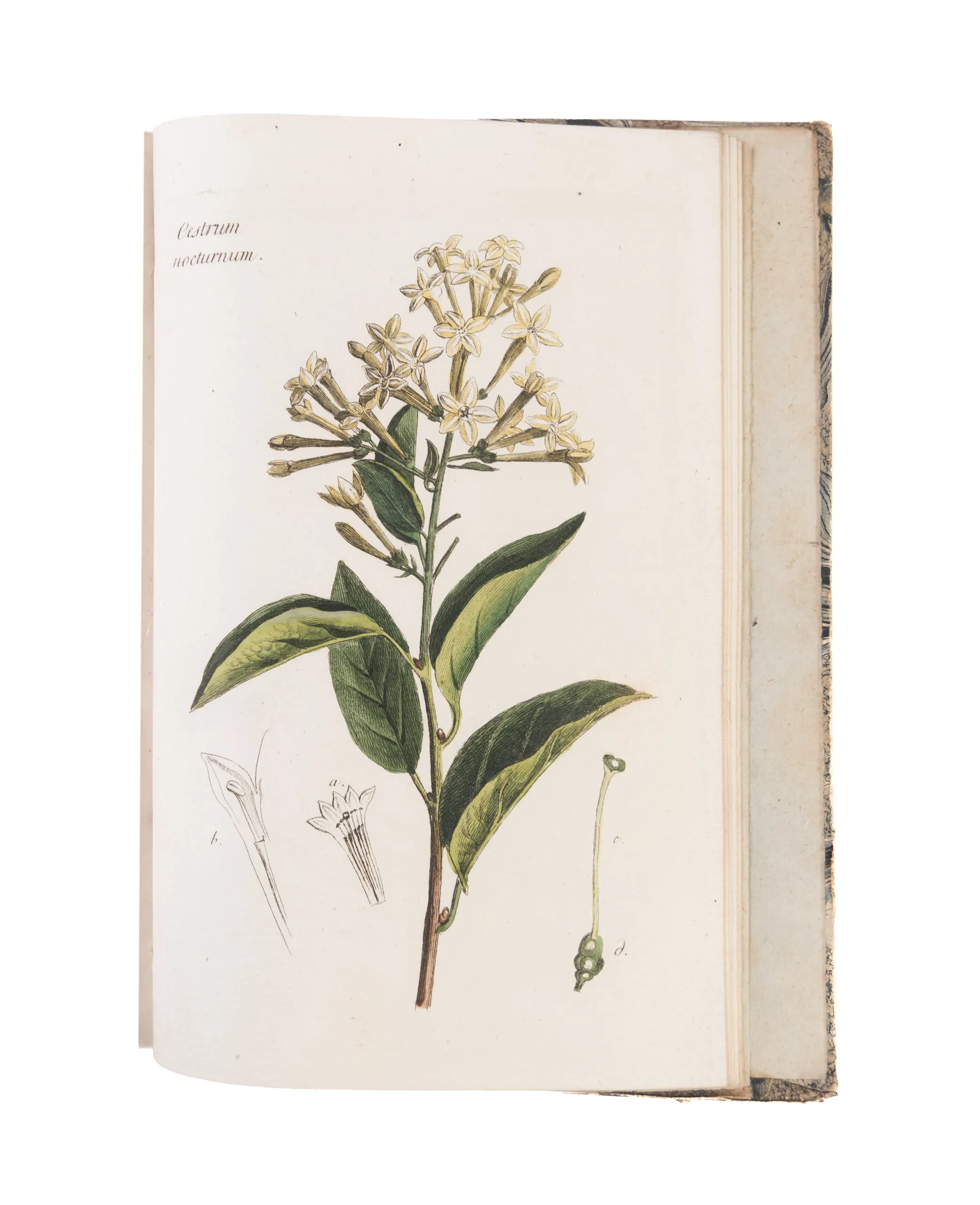 Plantes et arbustes d'agrément, gravés et enluminés d'après nature, avec la manière de les cultiver.