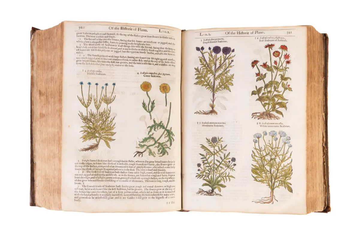 The Herball or Generall Historie of Plantes.