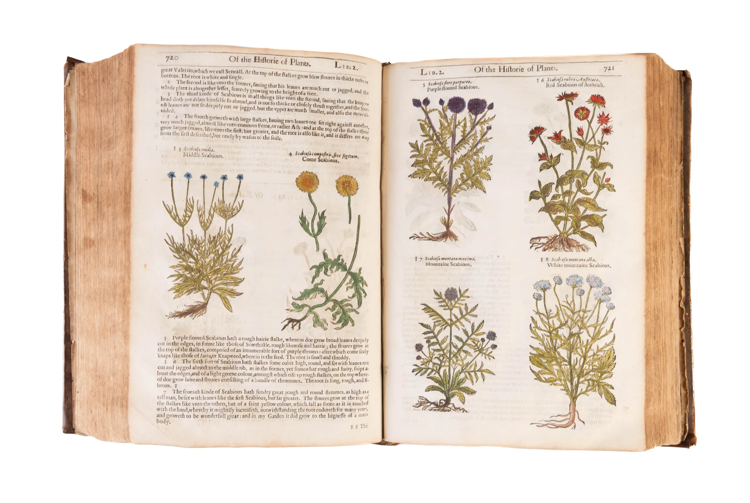 The Herball or Generall Historie of Plantes.