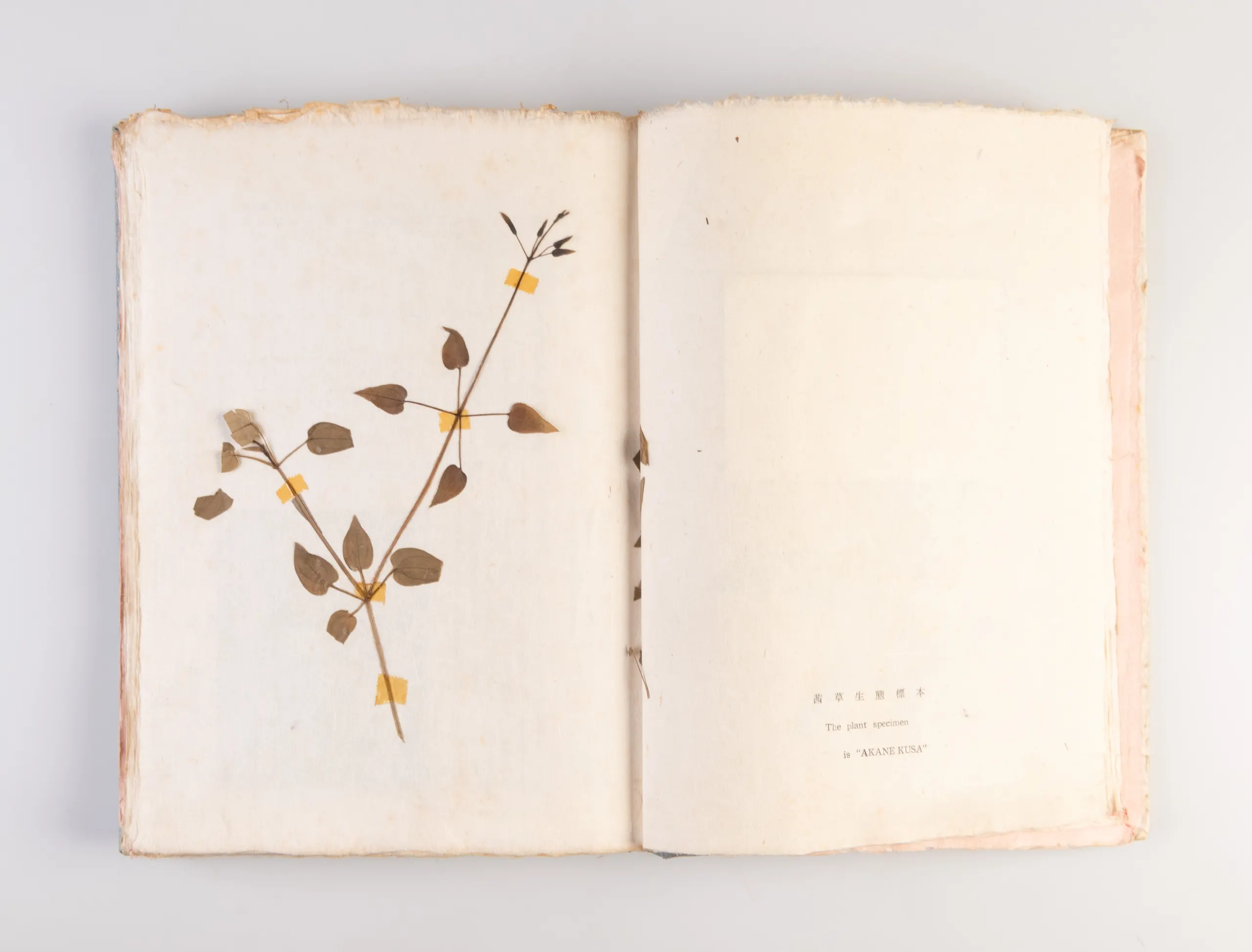 Nihon kuzakizome fu [Japanese plant dyeing manual] / Monograph of Plant-Dyeing Peculiar to Japan