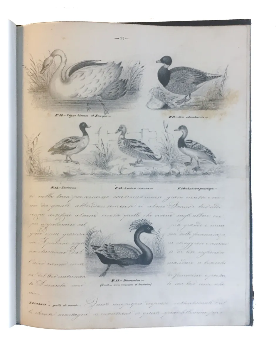[Three illustrated notebooks.]