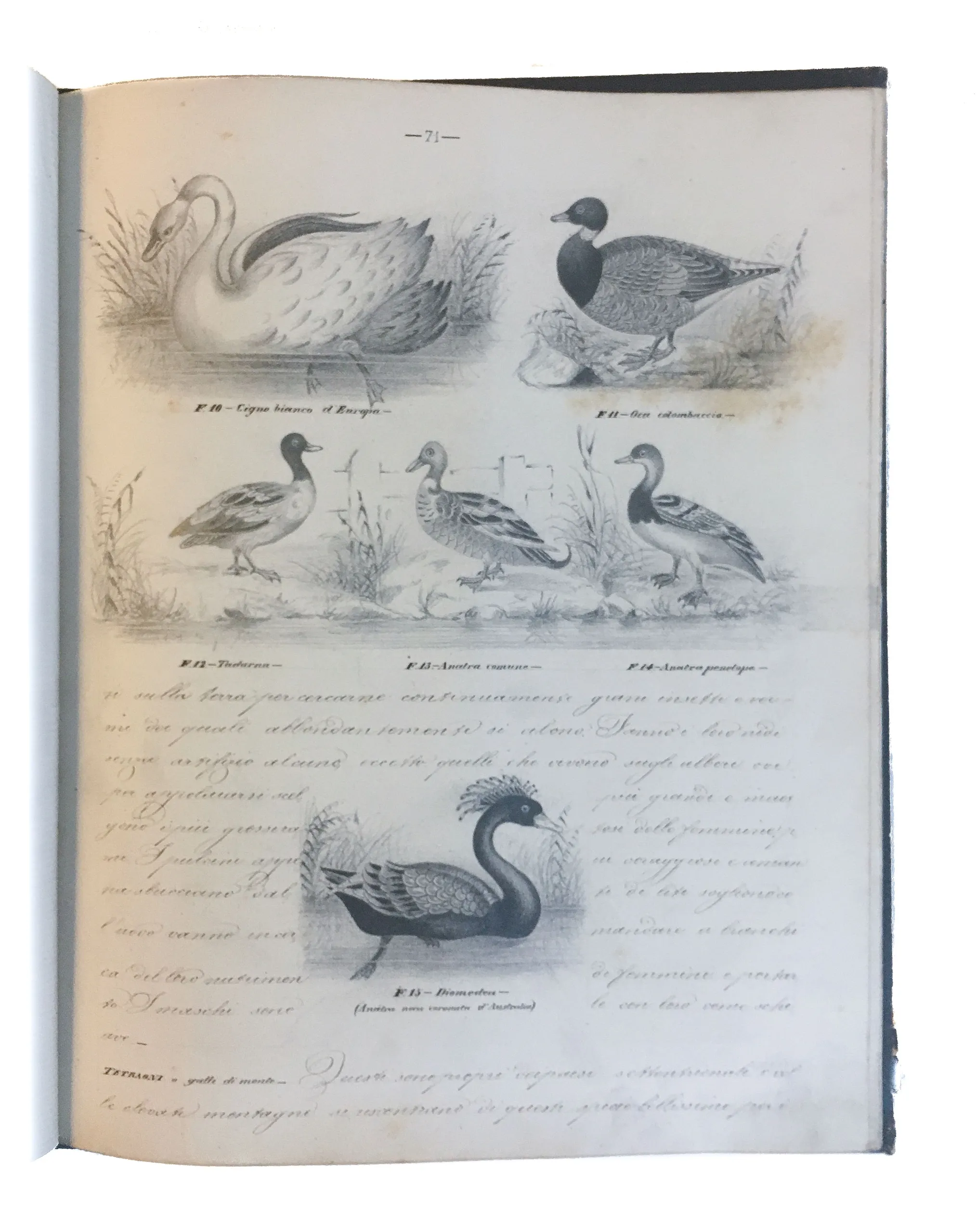 [Three illustrated notebooks.]