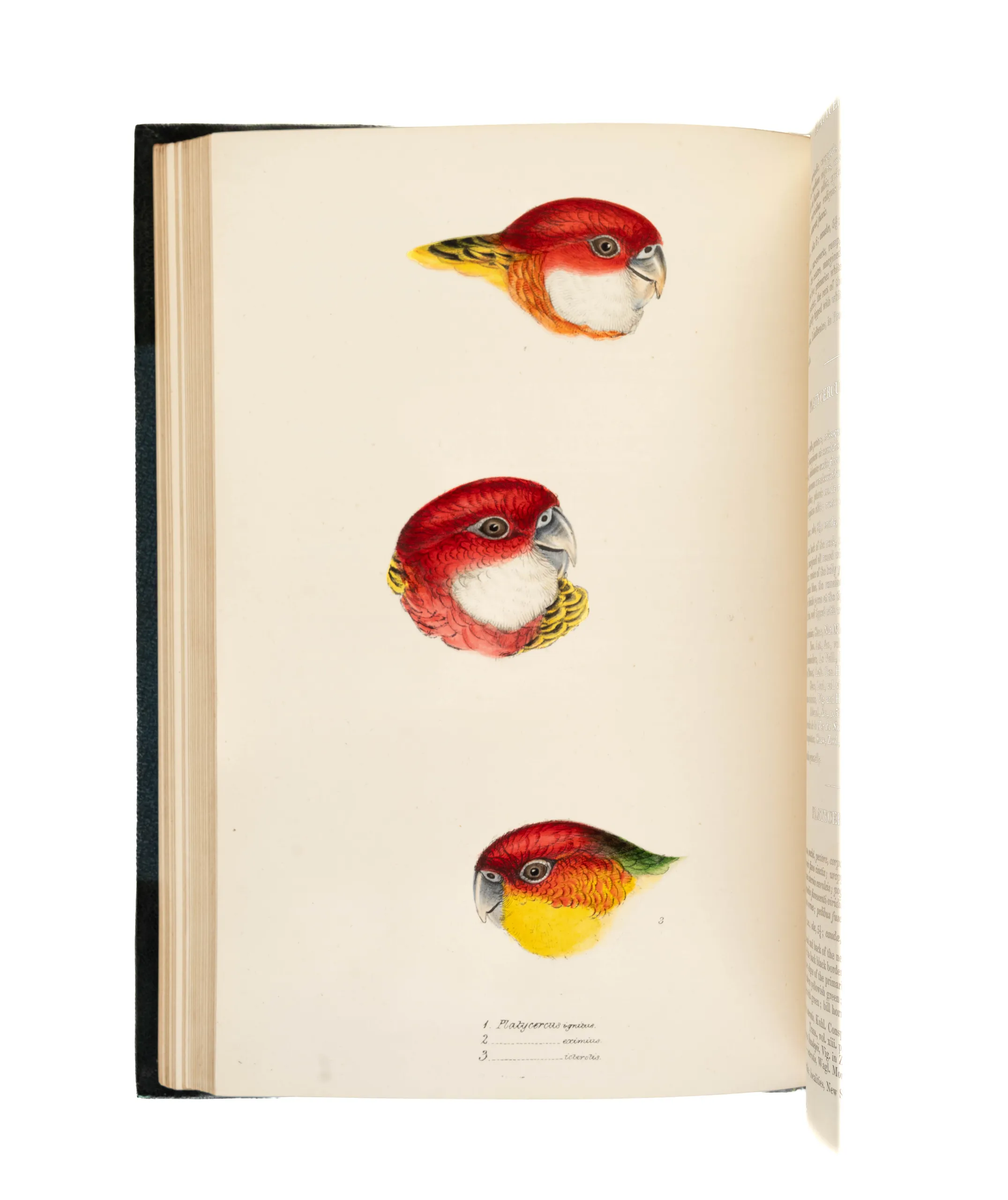 A Synopsis of the Birds of Australia.