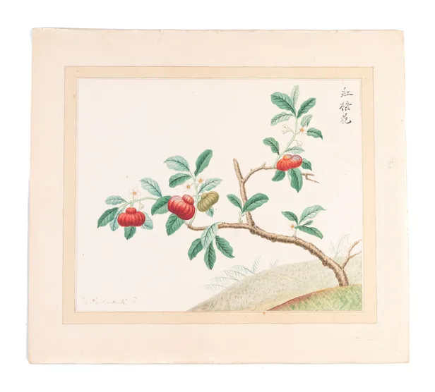 [Three Watercolours of Chinese flowers].