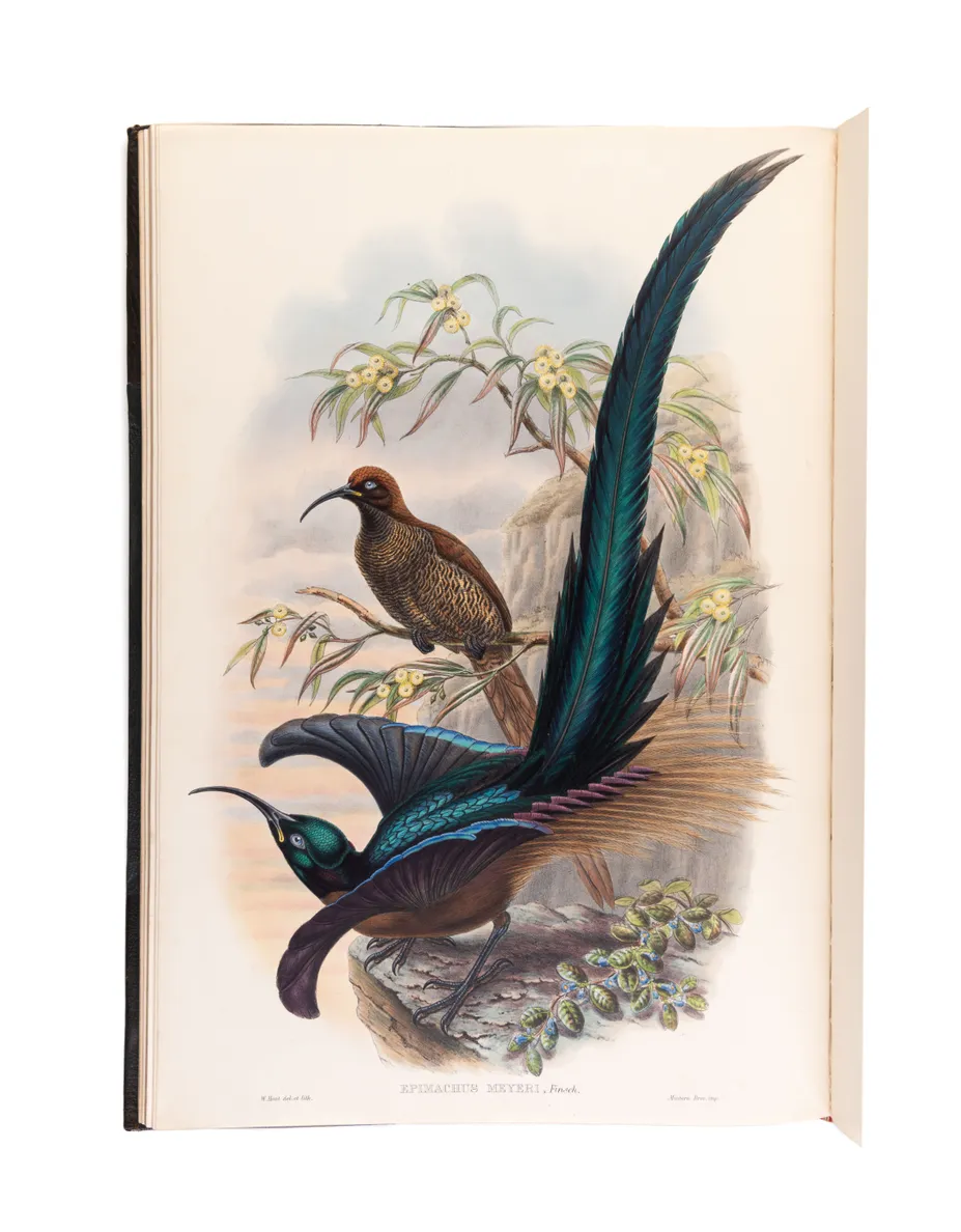 Monograph of the Paradiseidae, or Birds of Paradise, and Ptilonorhynchidae, and Bower-Birds