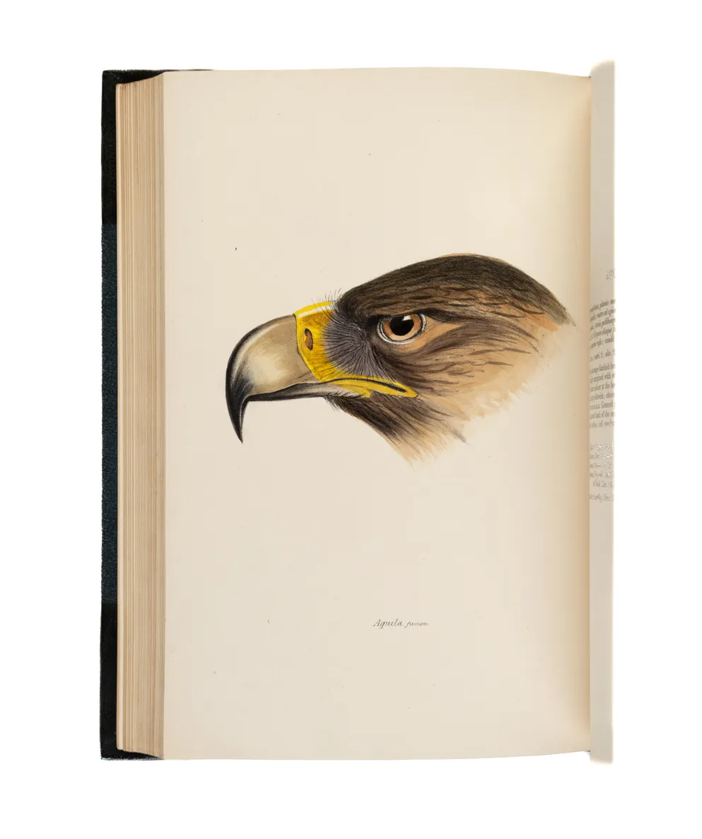 A Synopsis of the Birds of Australia.