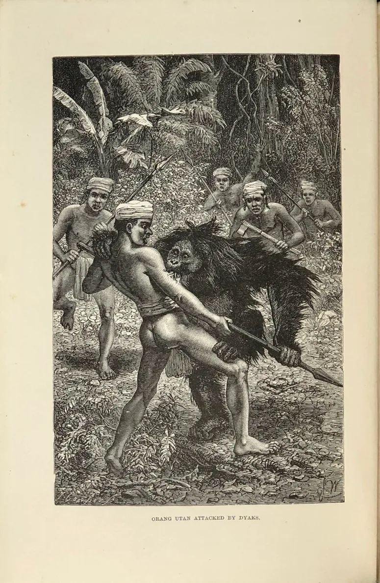 The Malay Archipelago: