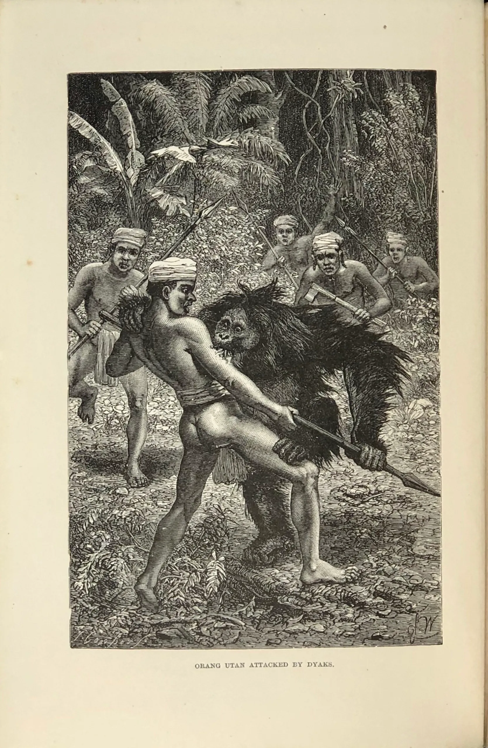 The Malay Archipelago: