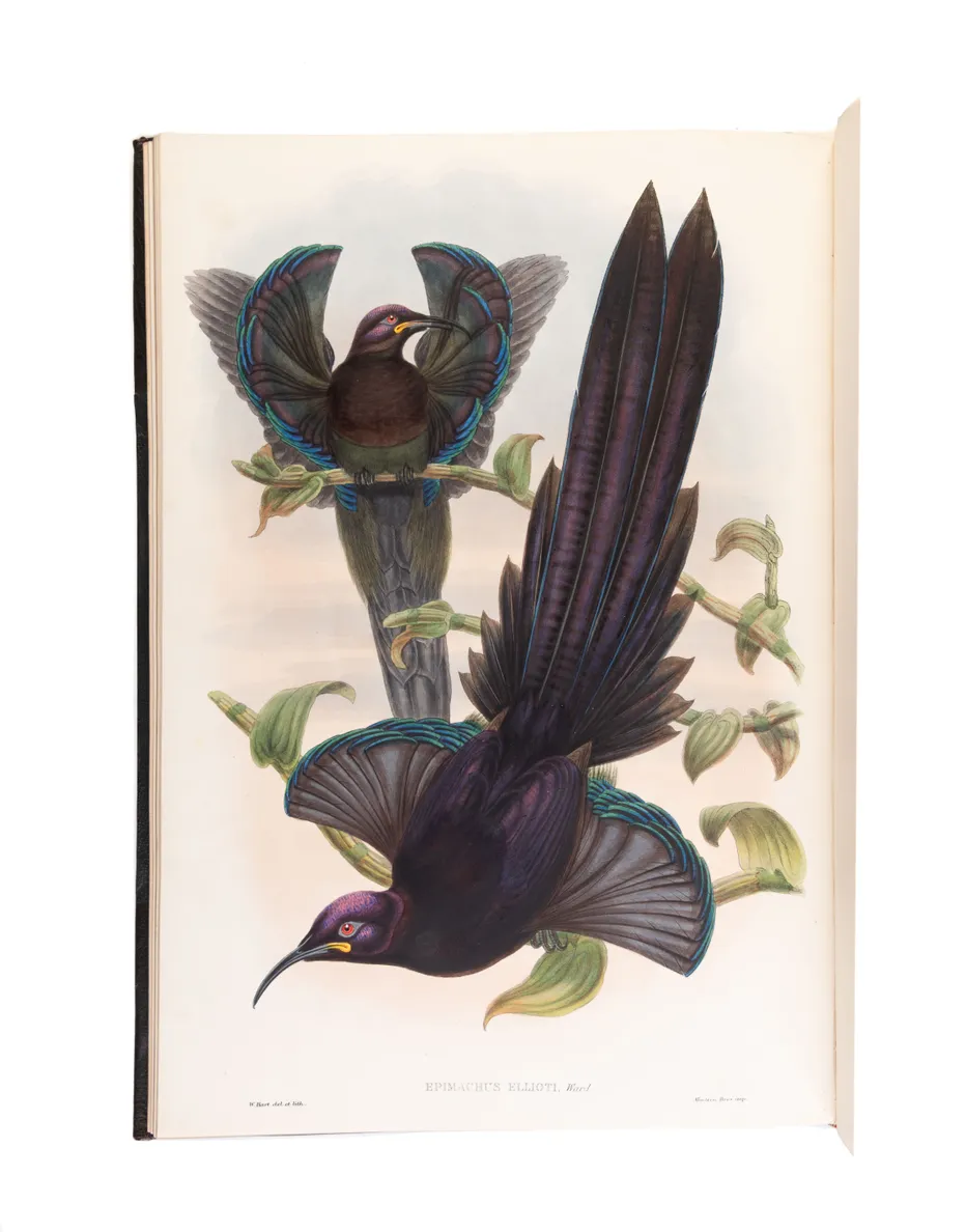 Monograph of the Paradiseidae, or Birds of Paradise, and Ptilonorhynchidae, and Bower-Birds