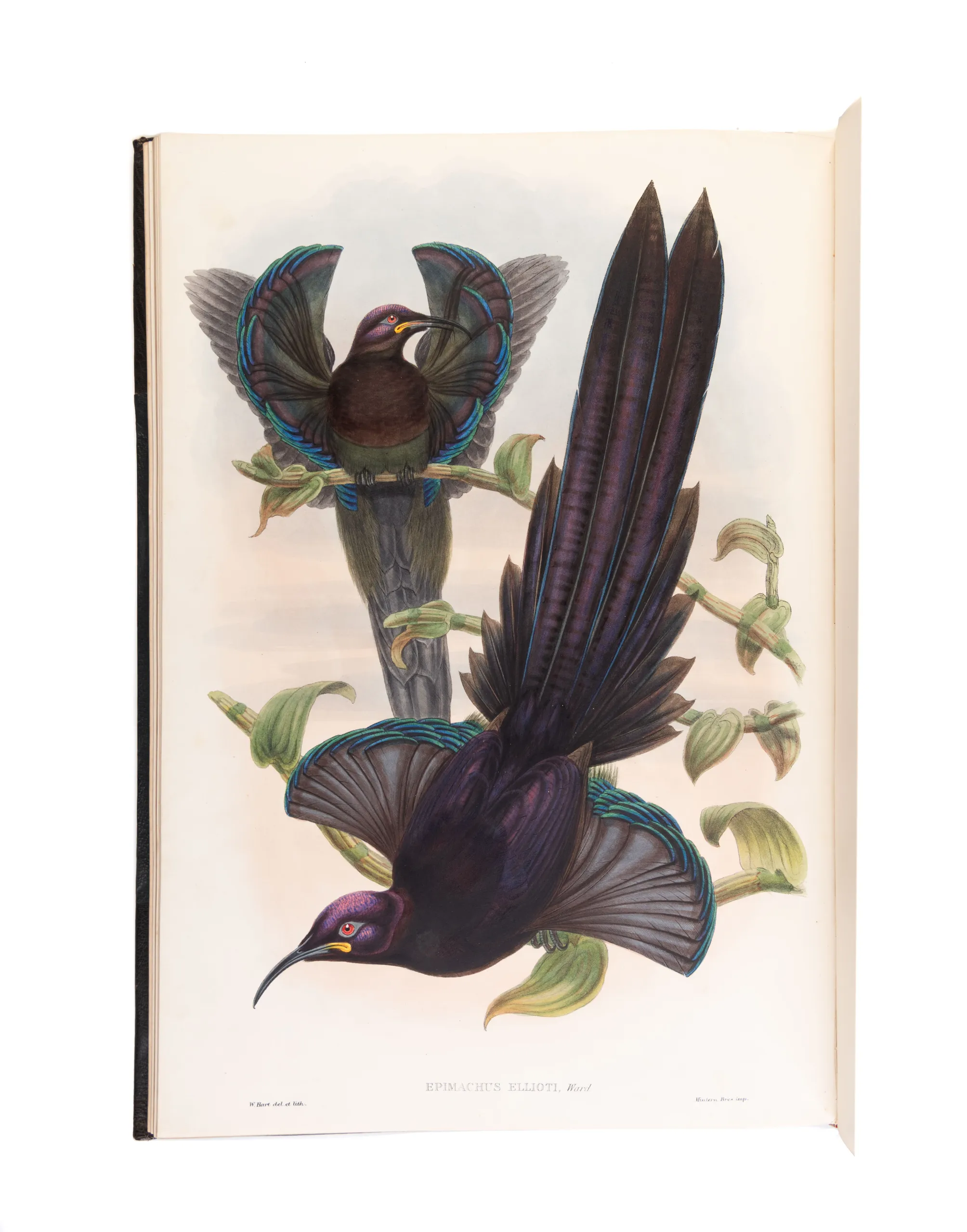 Monograph of the Paradiseidae, or Birds of Paradise, and Ptilonorhynchidae, and Bower-Birds