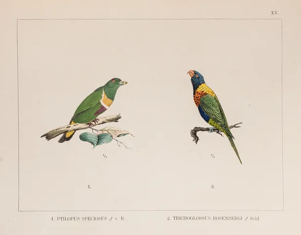 Reistochten naar Nieuw-Guinea in de jaren 1869 en 1870.