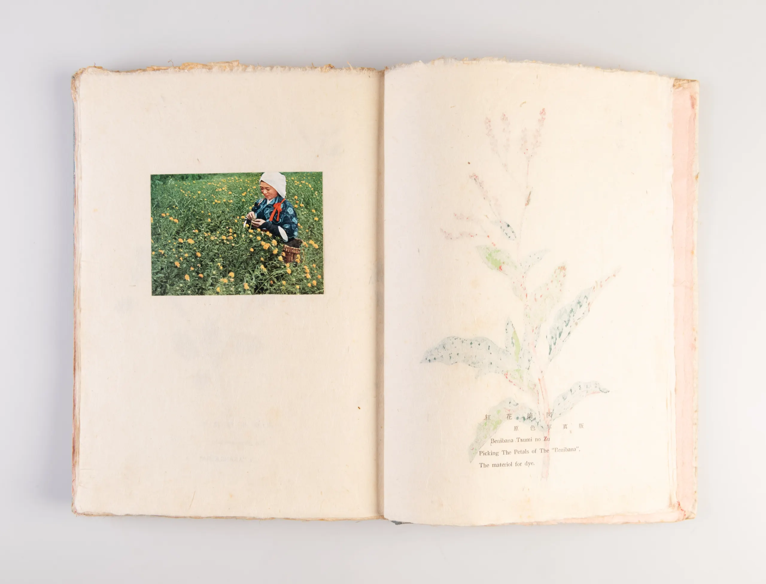 Nihon kuzakizome fu [Japanese plant dyeing manual] / Monograph of Plant-Dyeing Peculiar to Japan