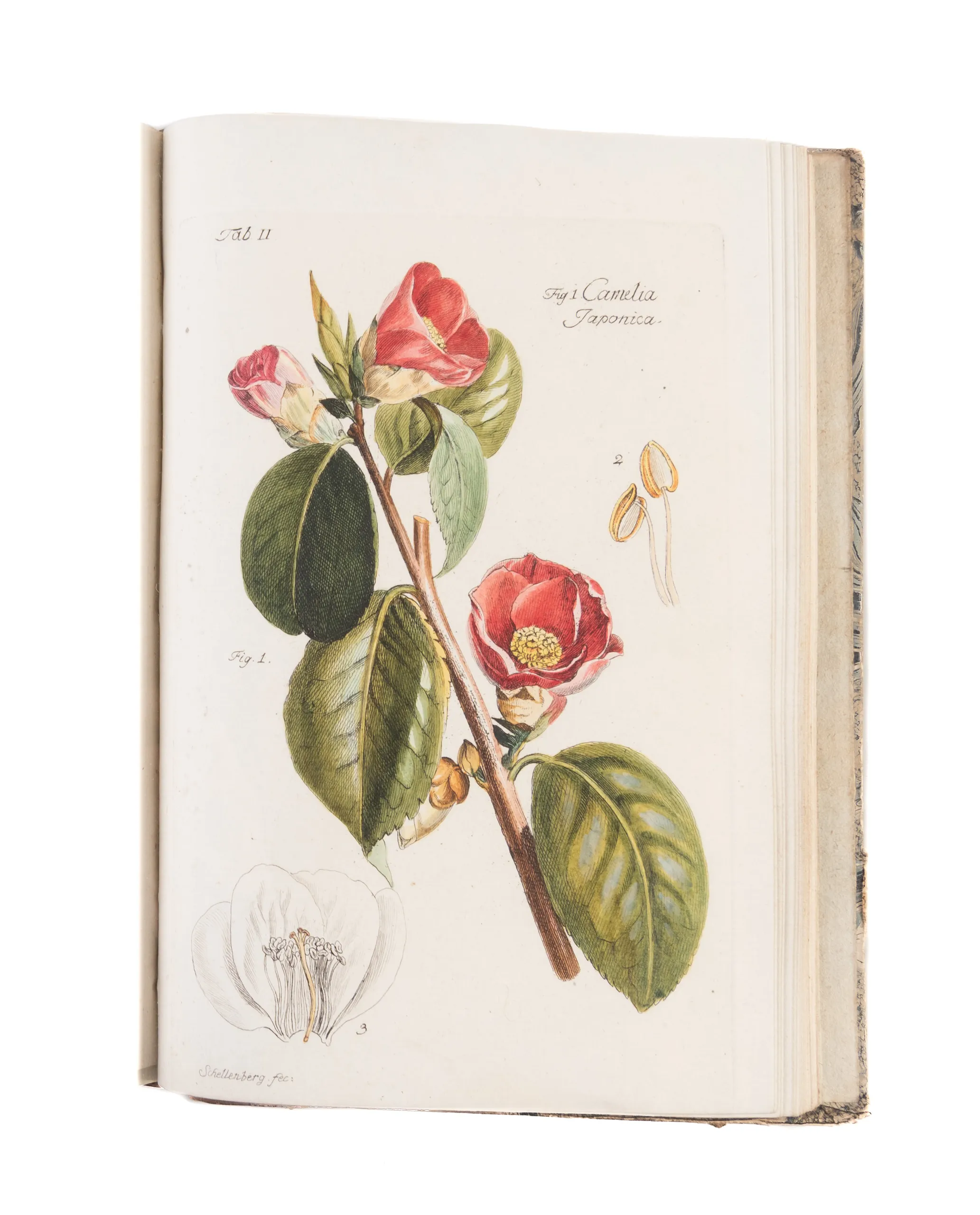 Plantes et arbustes d'agrément, gravés et enluminés d'après nature, avec la manière de les cultiver.