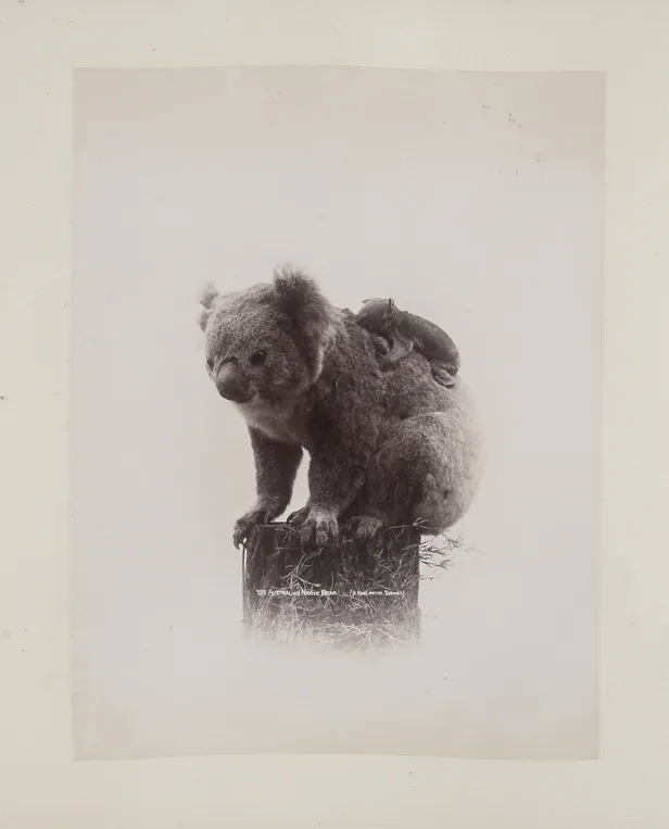 Album of photographs of New Zealand and Australia, from some of the best commercial studios of the late 19th century: Burton Bros., Dunedin; Henry King, Sydney and Charles Kerry & Co., Sydney.