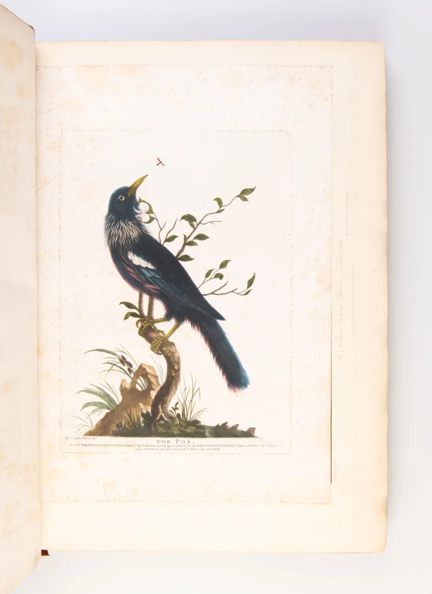 [Views in the South Seas.]