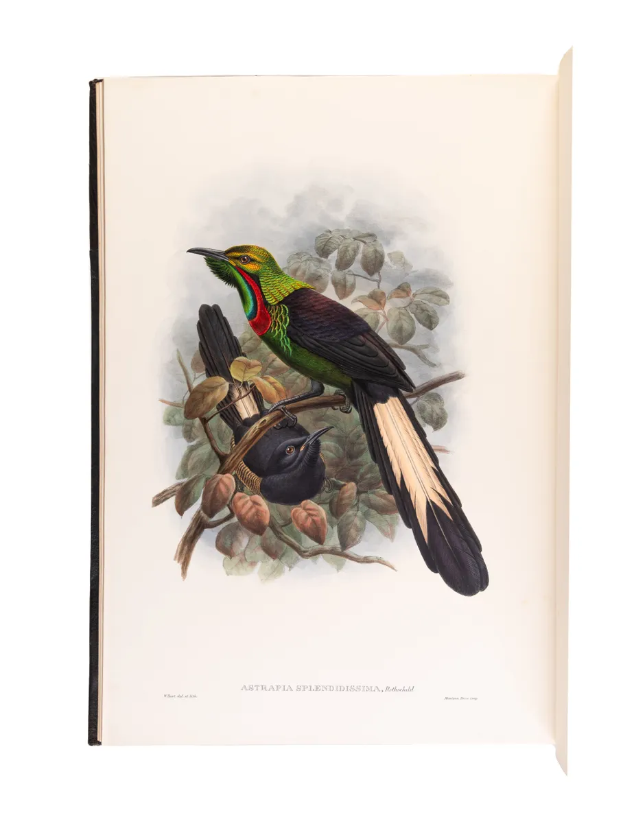 Monograph of the Paradiseidae, or Birds of Paradise, and Ptilonorhynchidae, and Bower-Birds