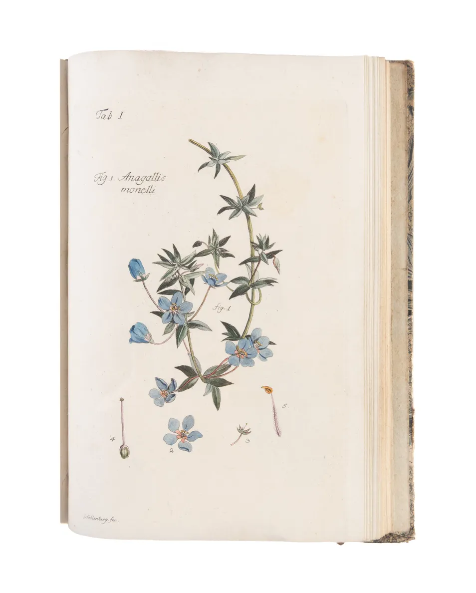Plantes et arbustes d'agrément, gravés et enluminés d'après nature, avec la manière de les cultiver.