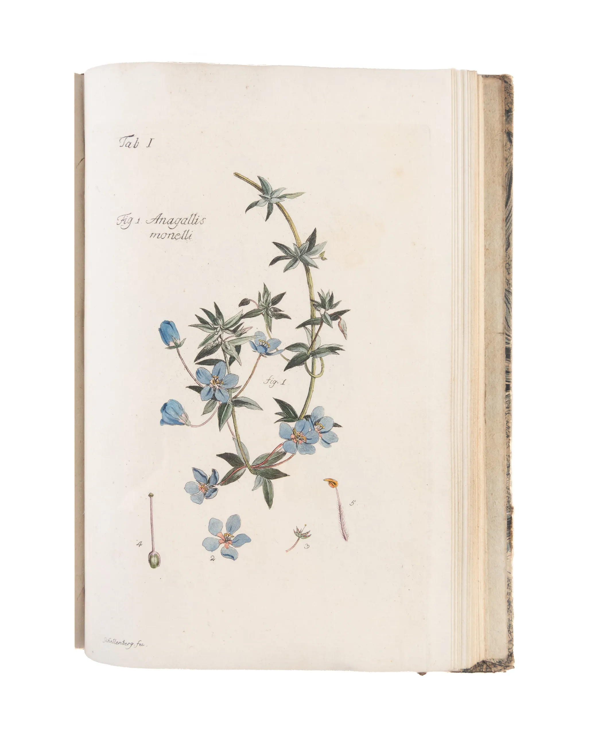 Plantes et arbustes d'agrément, gravés et enluminés d'après nature, avec la manière de les cultiver.