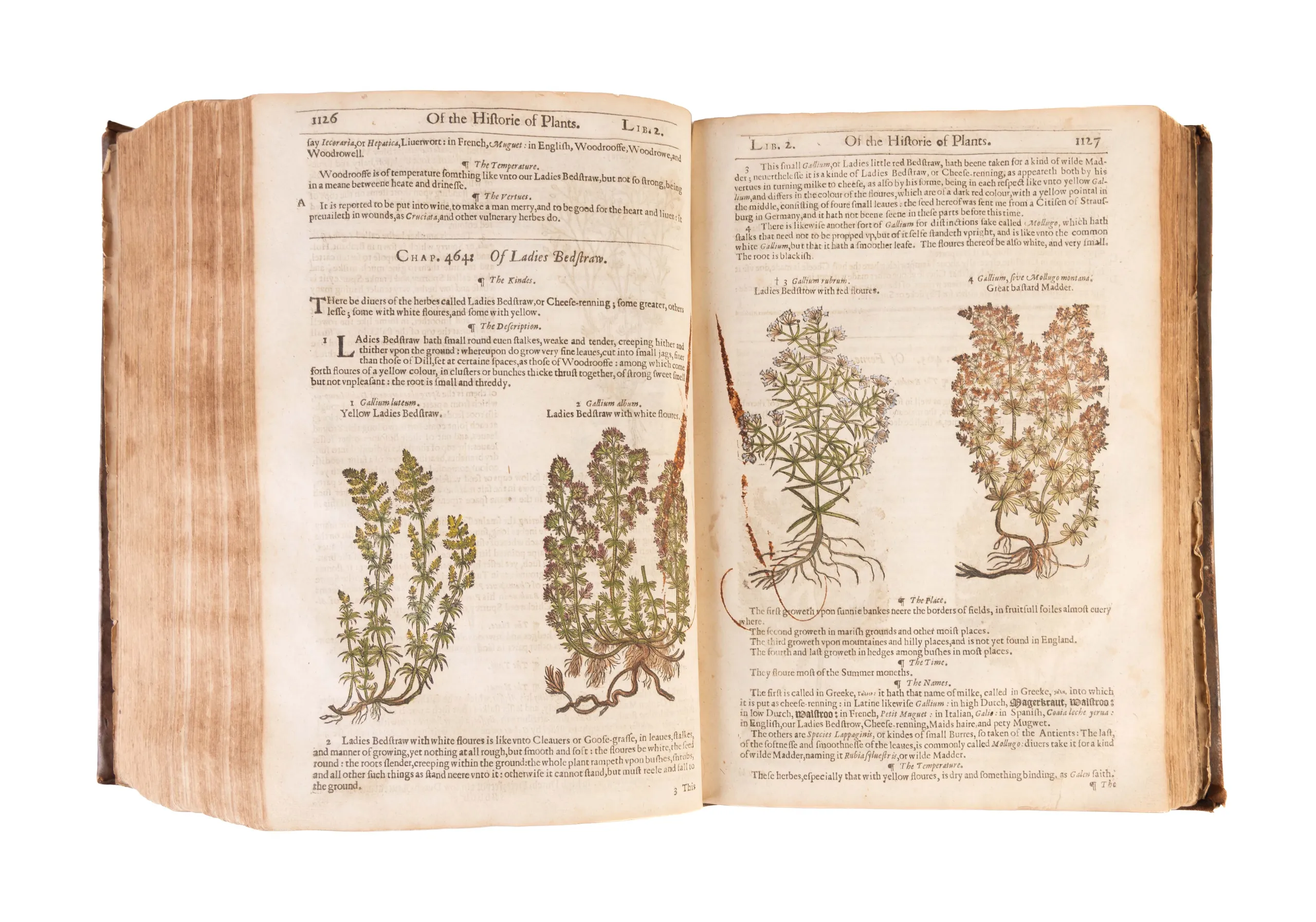 The Herball or Generall Historie of Plantes.