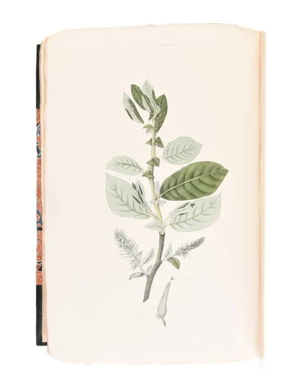 Salictum Woburnense: or, a catalogue of willows indigenous and foreign in the collection of the Duke of Bedford at Woburn Abbey.