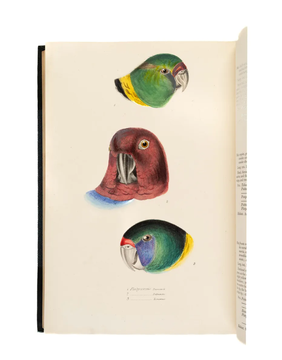 A Synopsis of the Birds of Australia.