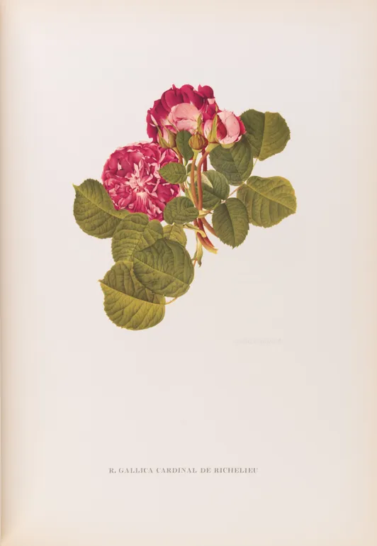 Old Garden Roses: Part One and Old Garden Roses: Part Two