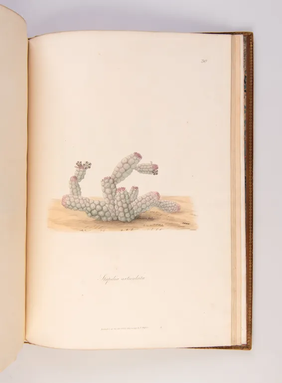 Stapeliae Novae: or, a collection of several new species of that genus discovered in the interior parts of Africa.