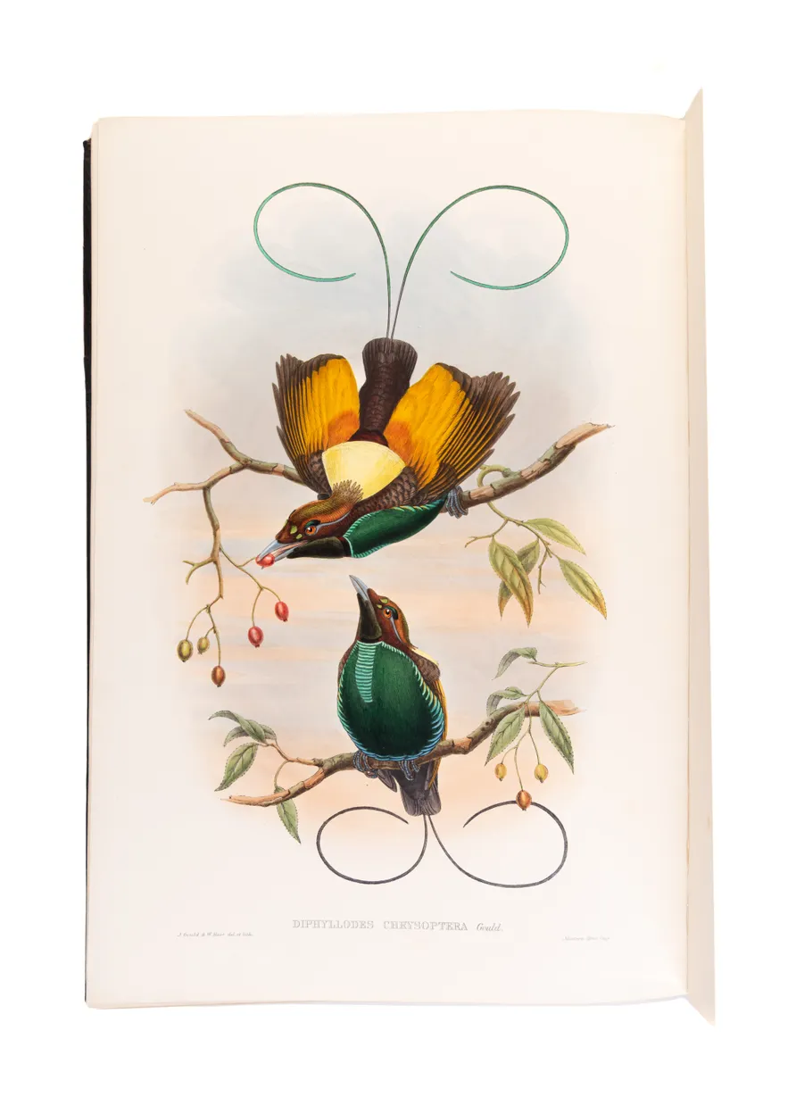Monograph of the Paradiseidae, or Birds of Paradise, and Ptilonorhynchidae, and Bower-Birds