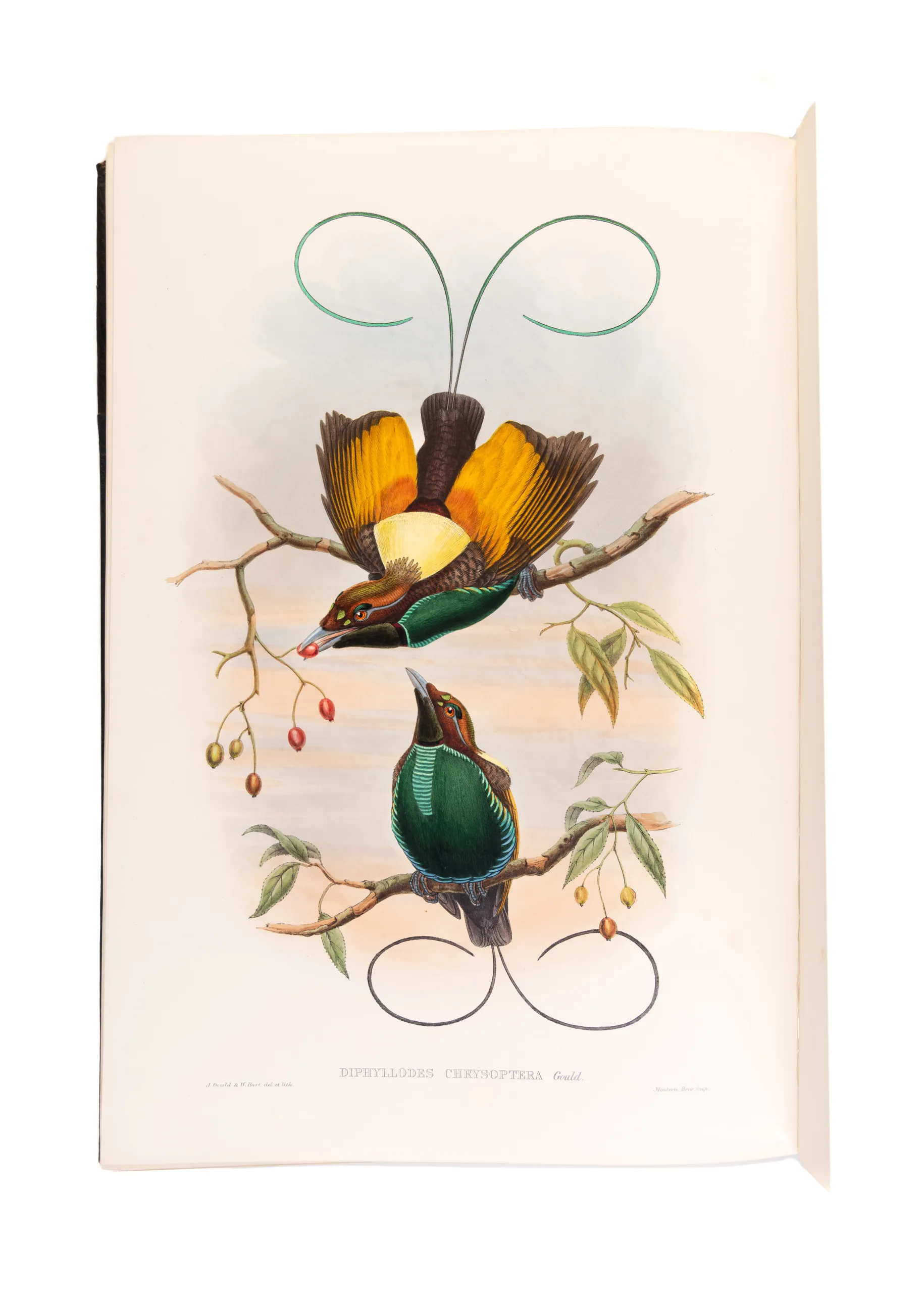 Monograph of the Paradiseidae, or Birds of Paradise, and Ptilonorhynchidae, and Bower-Birds