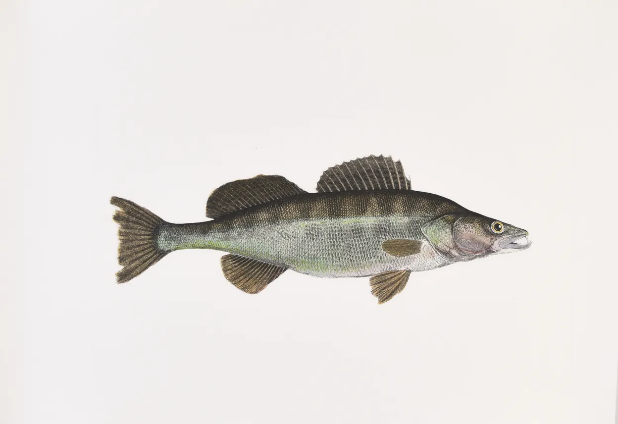 The Sporting Fishes of the British Isles.