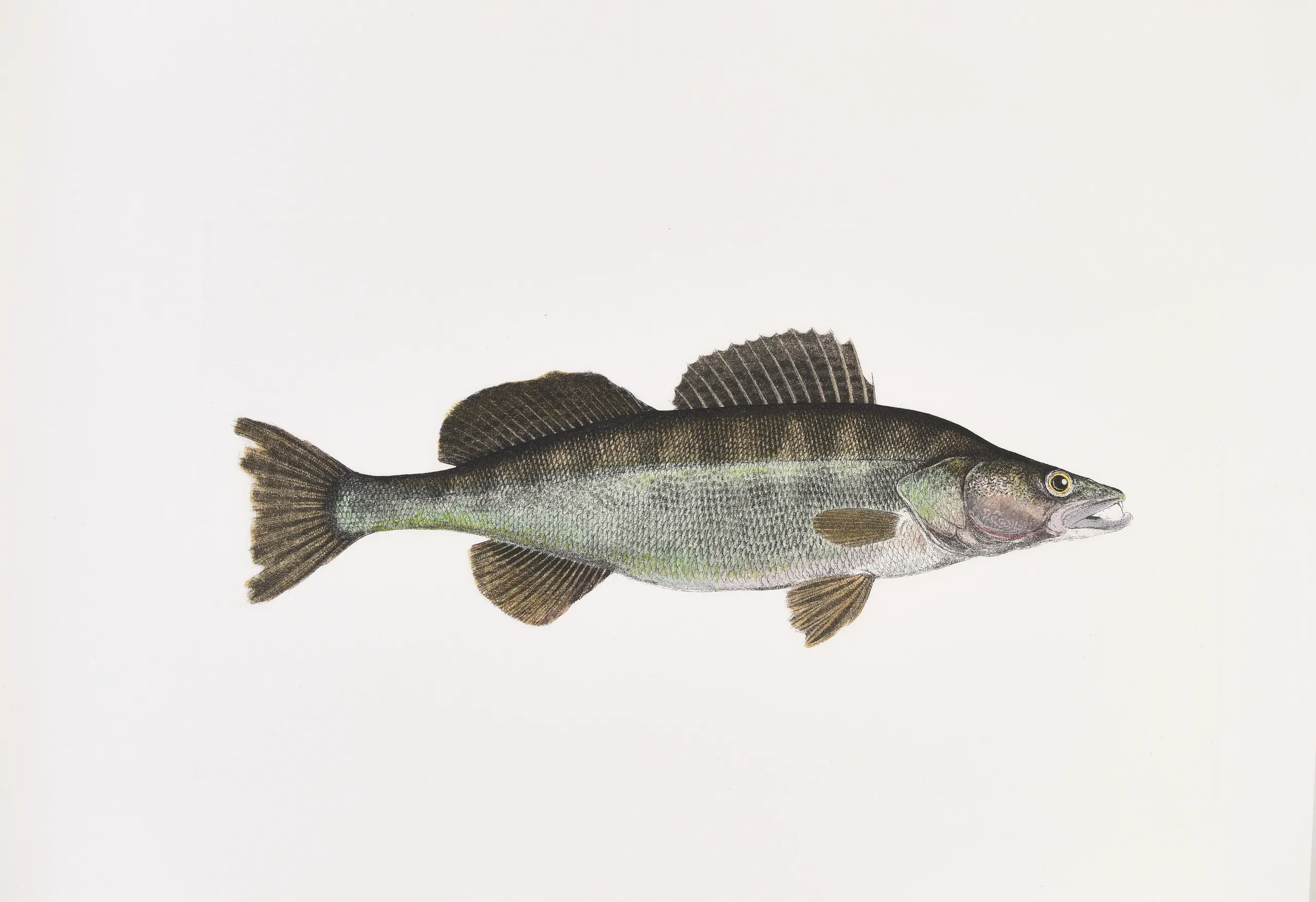 The Sporting Fishes of the British Isles.