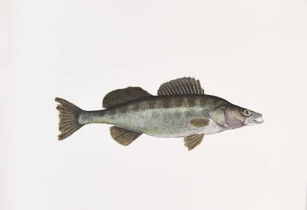 The Sporting Fishes of the British Isles.