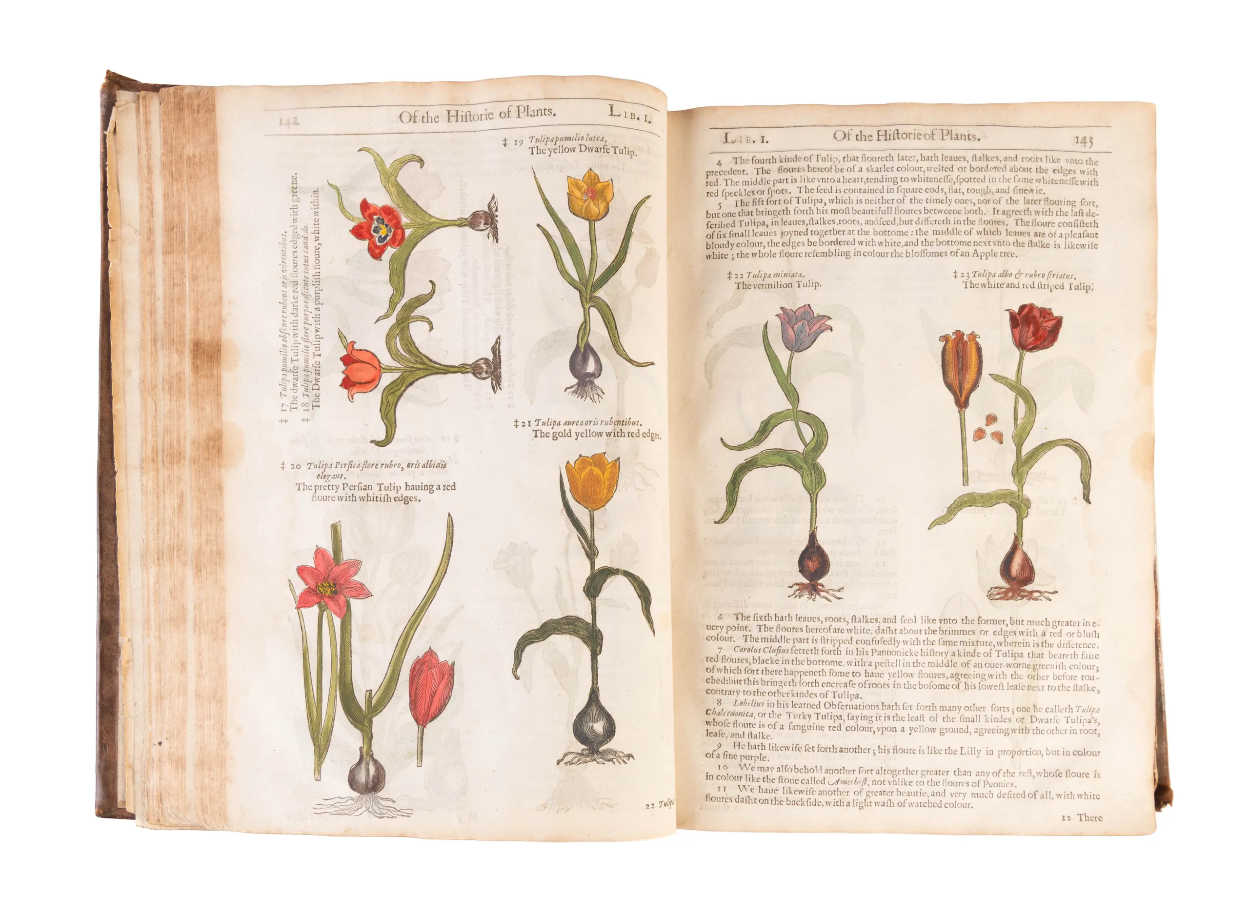 The Herball or Generall Historie of Plantes.