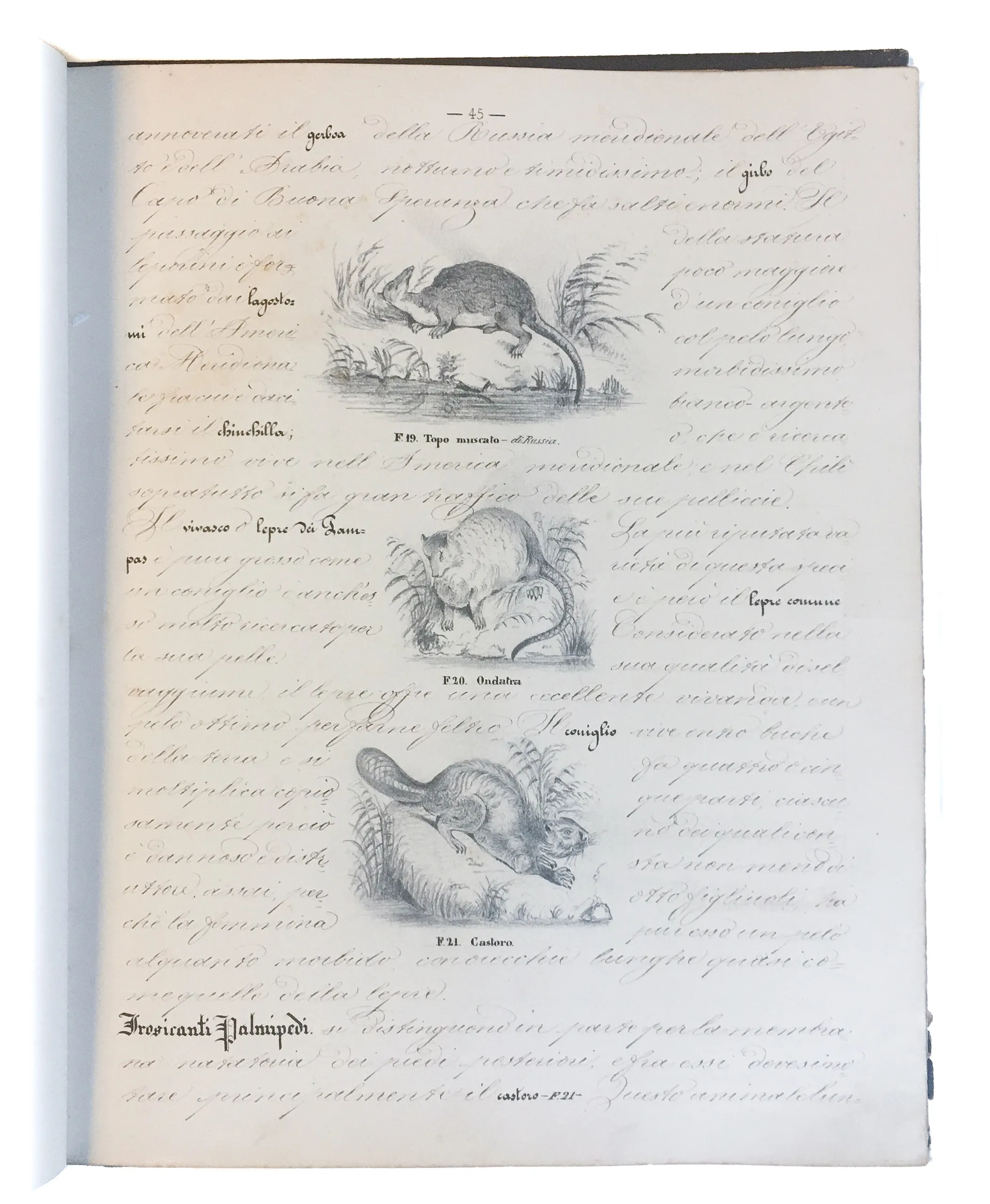 [Three illustrated notebooks.]