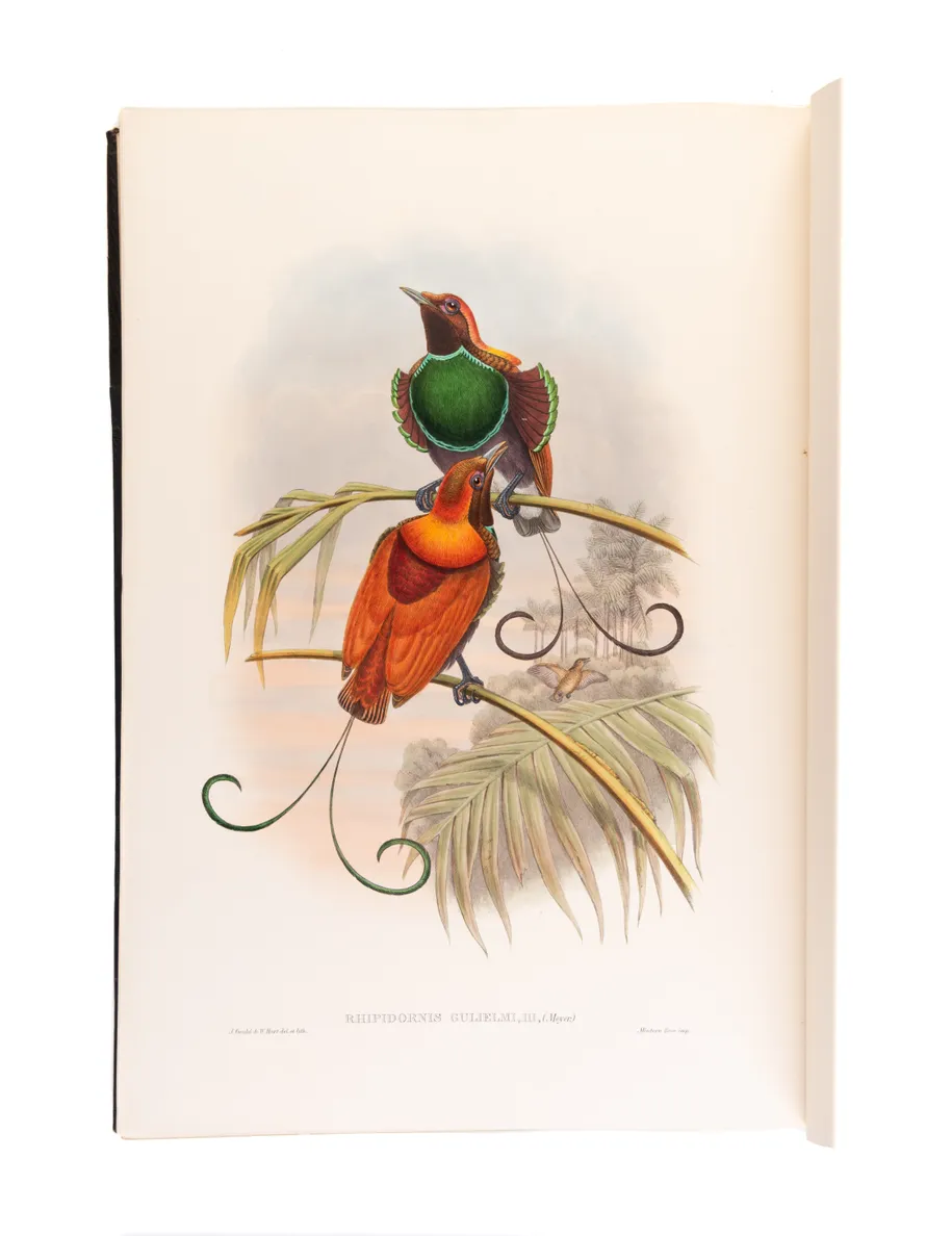 Monograph of the Paradiseidae, or Birds of Paradise, and Ptilonorhynchidae, and Bower-Birds