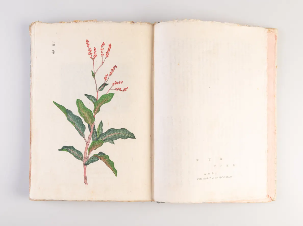 Nihon kuzakizome fu [Japanese plant dyeing manual] / Monograph of Plant-Dyeing Peculiar to Japan