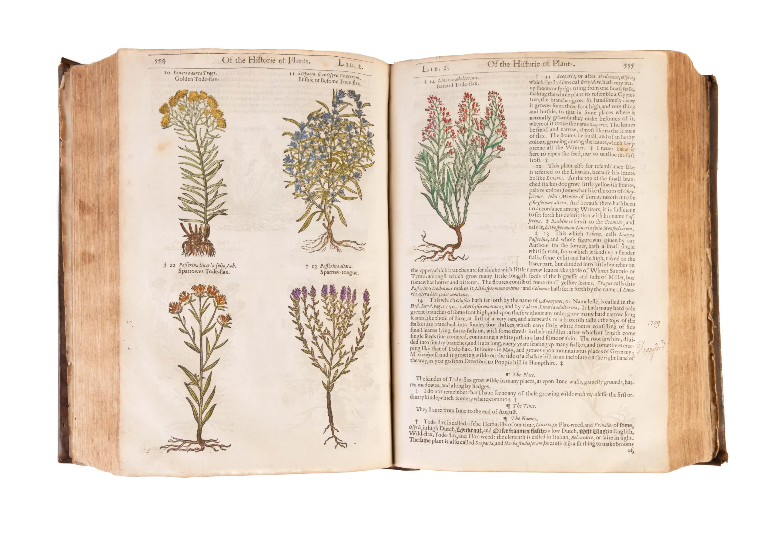 The Herball or Generall Historie of Plantes.